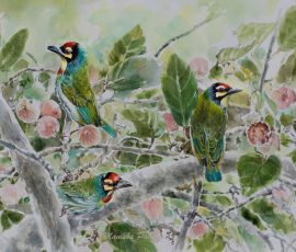 Coppersmith Barbets in the cluster fig tree Manisha Padhye