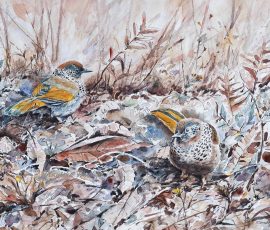 The laughing Thrushes in Himalayan forest leaf-litter Manisha Padhye