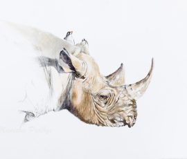 African Rhino Manisha Padhye