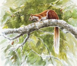 The Forest Dweller - Squirrel Manisha Padhye