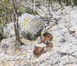 Spurfowls in their habitat Manisha Padhye