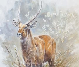 The waterbuck of Kenya Manisha Padhye