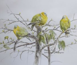 Yellow-footed-green-pigeons - Selected for Birds In Art - 2019 -Woodson Museum - Manisha Padhye