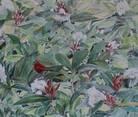 Crimson Sunbird on flowering Crepe Ginger (Costus speciosus) Manisha padhye