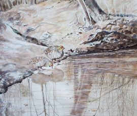 The Grey Francolins at water in summer Manisha Padhye